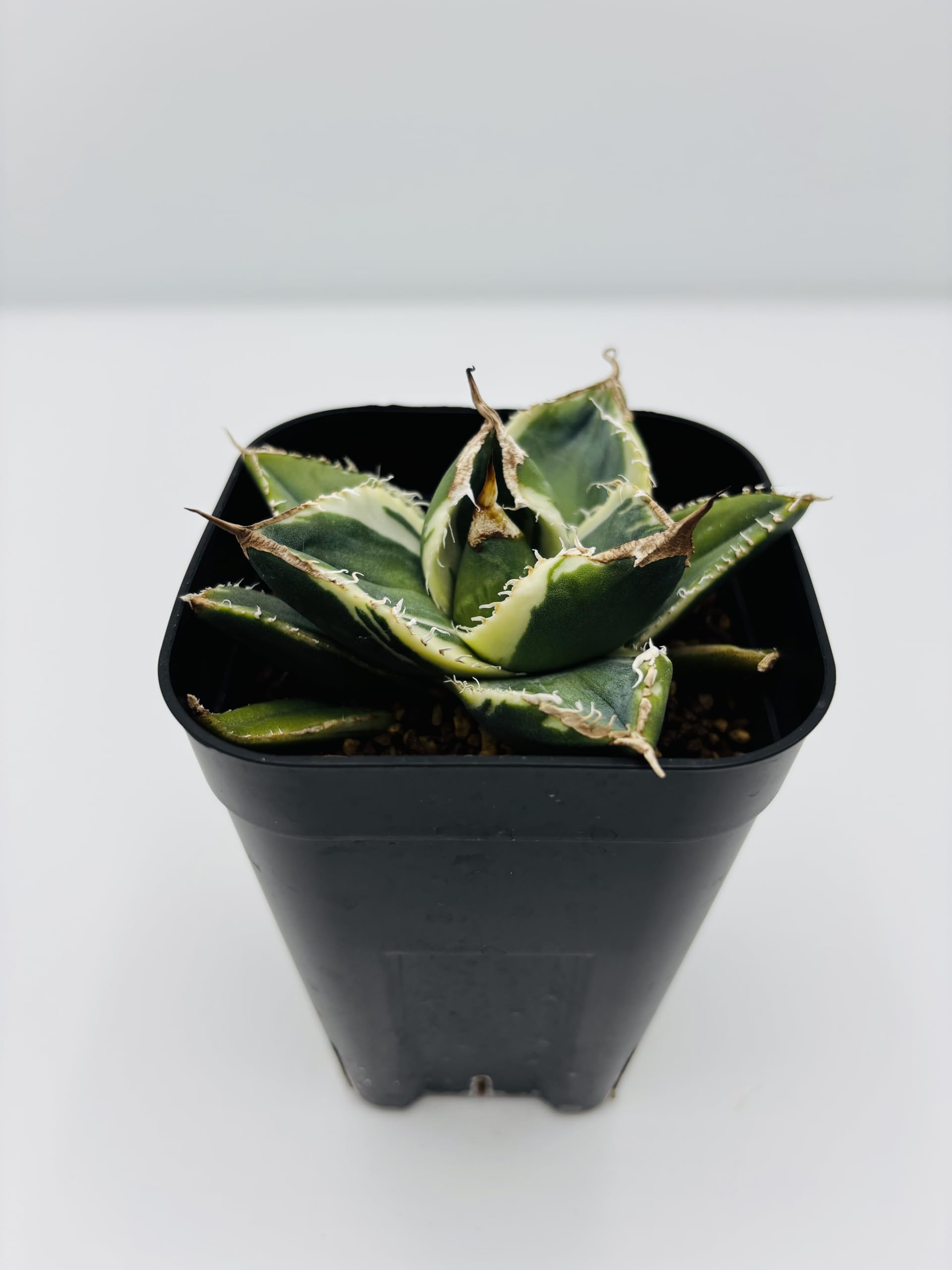344＊コレクション株＊【1.4写真更新】アガベ チタノタ SAD Amazon｜アガベ チタノタ SAD/Agave titanota 'South Africa Diamond